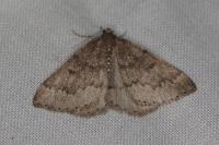 Aleucis distinctata