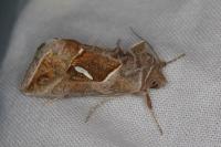 Macdunnoughia confusa