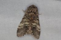 Drymonia ruficornis