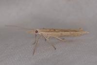 Ypsolopha mucronella