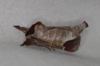 Clostera curtula