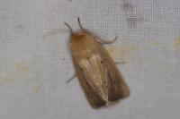 Sesamia nonagrioides