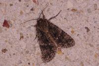 Acronicta rumicis