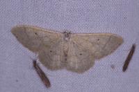 Idaea straminata