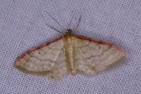 Idaea humiliata