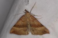 Hypena proboscidalis