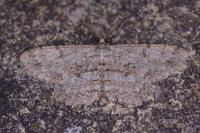 Hypomecis punctinalis