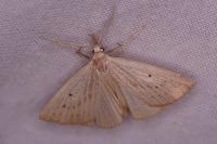 Macrochilo cribrumalis