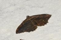 Philereme transversata