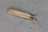 Crambus pascuella