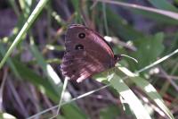 Minois dryas