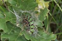 Saturnia pavonia
