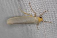 Eilema caniola