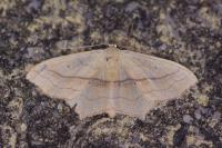Scopula imitaria