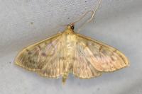 Patania ruralis