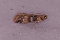Euzophera pinguis
