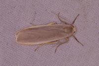 Katha depressa