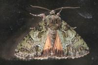 Polyphaenis sericata