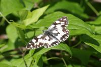 Melanargia galathea