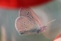 Cyaniris semiargus