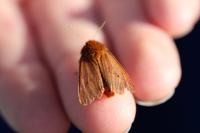 Phragmatobia fuliginosa