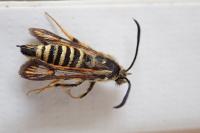 Bembecia ichneumoniformis