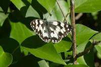 Melanargia galathea