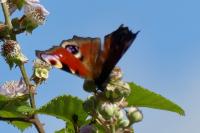 Aglais io