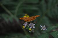 Argynnis paphia