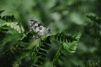 Melanargia galathea