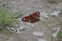Aglais io
