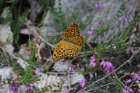 Argynnis paphia