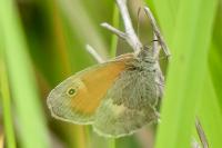 Coenonympha pamphilus