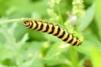 Tyria jacobaeae