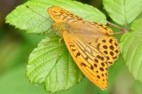 Argynnis paphia