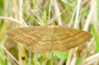 Idaea ochrata