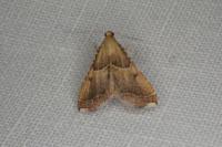 Endotricha flammealis