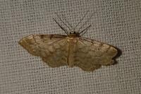 Idaea fuscovenosa