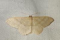 Idaea straminata