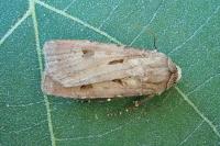 Agrotis exclamationis