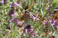 Aricia agestis