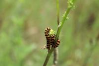 Tyria jacobaeae