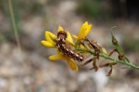 Acronicta rumicis
