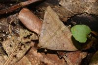 Zanclognatha lunalis