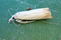 Chrysoteuchia culmella