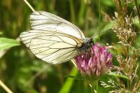 Aporia crataegi