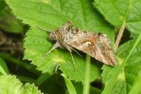 Autographa gamma