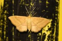 Idaea ochrata