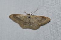 Idaea aversata
