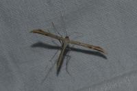 Emmelina monodactyla